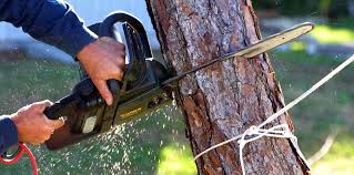 Best Tree Health Inspection  in Brownsboro, TX