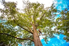Best Lawn Renovation and Restoration  in Brownsboro, TX