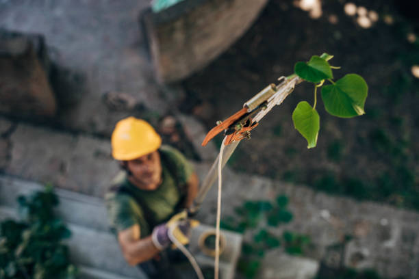 Professional Tree Services in Brownsboro, TX