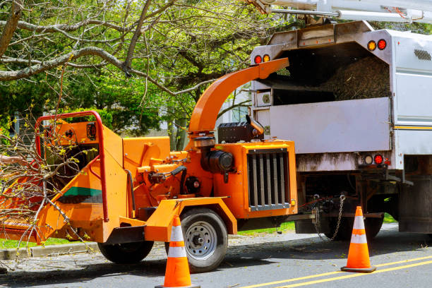 How Our Tree Care Process Works  in  Brownsboro, TX