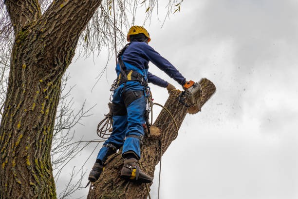 How Our Tree Care Process Works  in  Brownsboro, TX