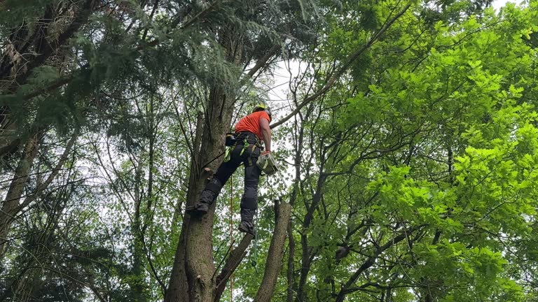 Best Tree Cabling and Bracing  in Brownsboro, TX