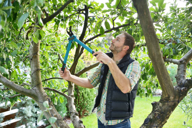 Best Tree and Shrub Care  in Brownsboro, TX